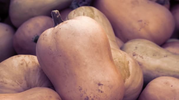 Oogst: Heap van Butternut Squash pompoen, Muskaatpompoen, uitzoomen — Stockvideo