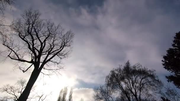 Árboles de lapso de tiempo contra un cielo nublado soleado con nubes en movimiento rápido — Vídeo de stock