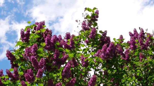 Lilla comune, Siringa Vulgaris, contro un cielo blu nuvoloso — Video Stock