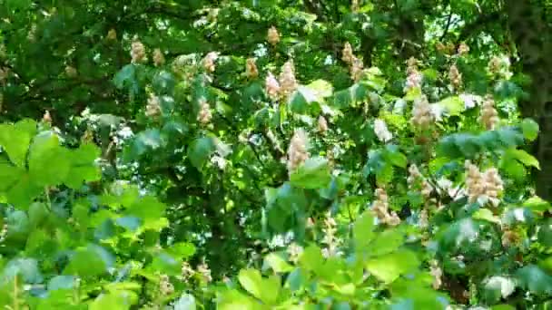 Panorera skott: Närbild av Horse-Chestnut Tree, Aesculus hippocastanum — Stockvideo