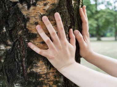 Ellerinde bir parkta bir huş ağacı ağaç gövdesi