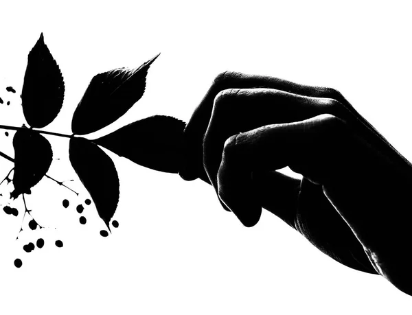 Hand holding a leaf of a tree, silhouette, black and white — Stock Photo, Image