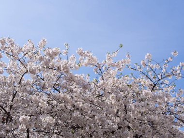 Mavi gökyüzü karşı Prunus ağacının çiçeği