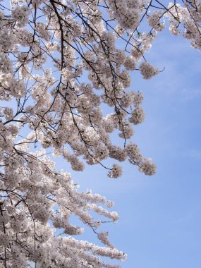 Mavi gökyüzü karşı Prunus ağacının çiçeği