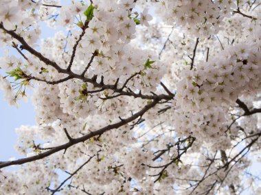Mavi gökyüzü, seçilen odak karşı Prunus ağacının çiçeği