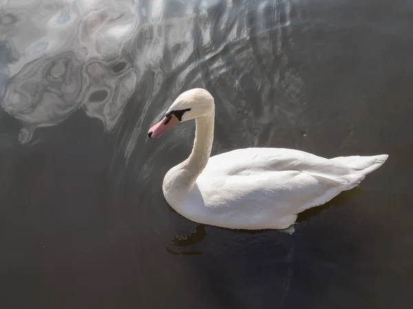 Beyaz sessiz kuğu, kuğu rengi, yüzme — Stok fotoğraf