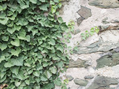 Ivy, Hedera helix, Ortaçağ duvar üzerinde