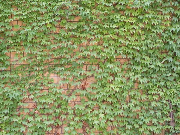 Ivy, Hedera helix, Sur le mur de briques pâles — Photo