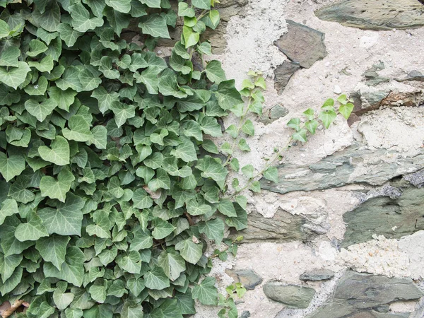 Ivy, Hedera helix, On Medieval Wall Stock Image