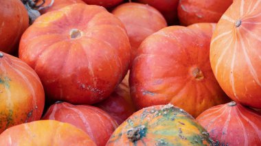 Kırmızı kabak Cucurbita maxima yığını