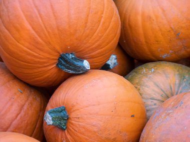 Kırmızı kabak Cucurbita maxima yığını