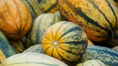 Yığın Spagetti Squash kabak Cucurbita pepo