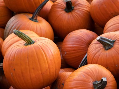 Kırmızı kabak Cucurbita maxima yığını