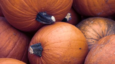 Hasat: Kırmızı kabak Cucurbita maxima yığını