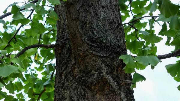 Primo piano di un tronco d'albero di ginkgo, Ginkgo Biloba — Foto Stock