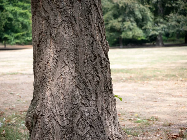 Primer plano de un tronco de árbol de Ginkgo, Ginkgo Biloba — Foto de Stock