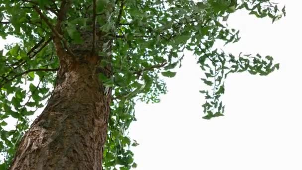 Close-up van Ginkgo-boom, Ginkgo Biloba, met bladeren bewegen In de Wind — Stockvideo