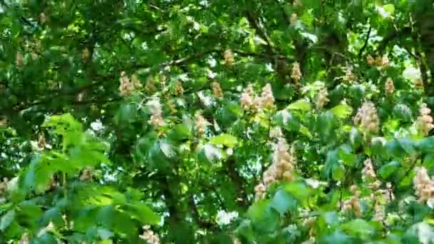 Shot pan: Atkestanesi ağaç, Aesculus hippocastanum Close-up — Stok video