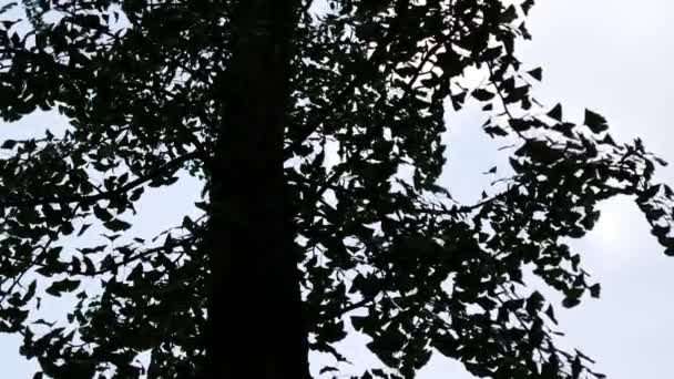 Silhouette eines Ginkgobaums, Ginkgo biloba, Blätter, die sich im Wind bewegen — Stockvideo