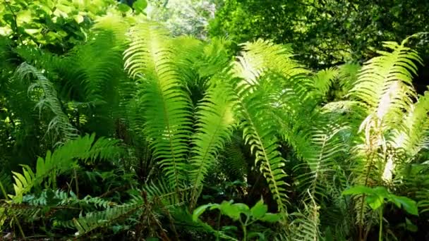 Fern Leaves Moving In The Wind — Stock Video