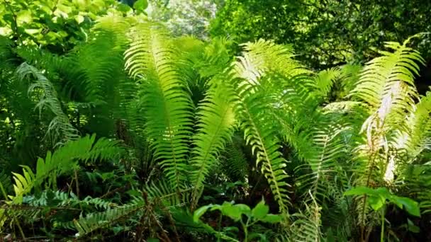 Fern Leaves Moving In The Wind — Stock Video