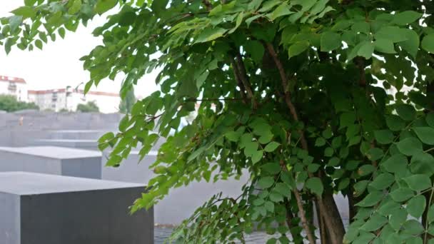 Árbol en el monumento a los judíos asesinados de Europa en Berlín, Alemania — Vídeos de Stock