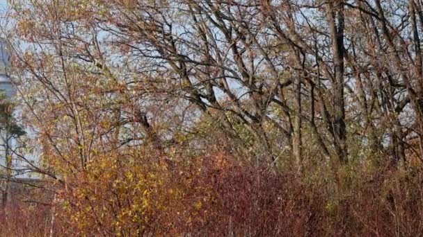 Rrp 117 雷达塔背后的树木在公共城市公园坦佩尔霍夫费尔德在柏林 潘射击 — 图库视频影像