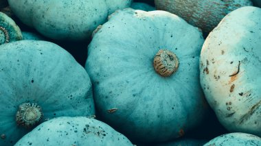 Mavi Kuri Hokkaido kabak, Cucurbita maxima yığını