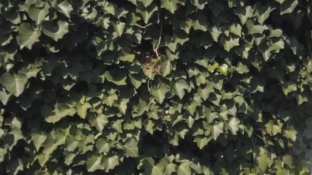 Bladeren van Europese klimop, Hedera helix, op een stenen muur — Stockvideo