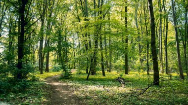 OrmandaN Geçen Yol: Tiergarten Park'taki Orman Berlin'de, Almanya Baharda