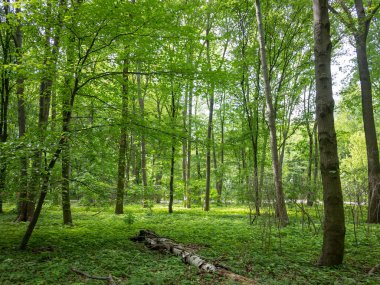 Tiergarten Park'taki Orman Berlin'de, Almanya Bahar