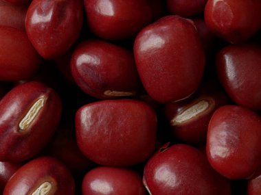 Adzuki Fasulye makro yakın çekim, Vigna açılaris