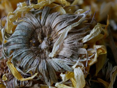 Kurutulmuş Marigold Çiçek Makro Yakın Çekim