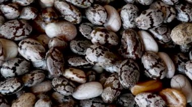 Yakın çekim Chia tohumları, Salvia hispanica, Pan shot