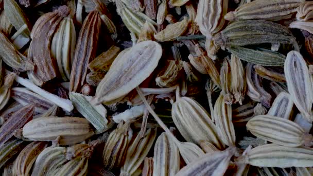 Close-up de sementes de funcho, Foeniculum vulgare, Pan Shot — Vídeo de Stock