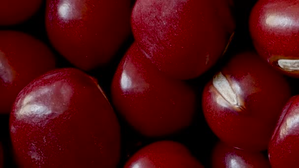 Primo piano di fagioli Adzuki, Vigna angularis, Zoom Out — Video Stock