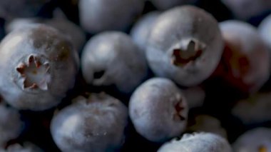 Dönen Kuzey Amerika Yaban Mersini Yakın Çekim, Vaccinium corymbosum