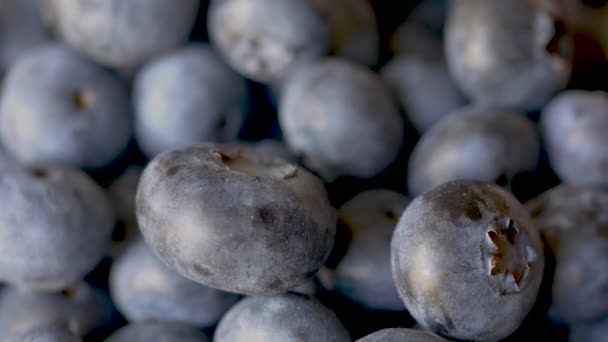 Close-up de mirtilos norte-americanos rotativos, Vaccinium corymbosum — Vídeo de Stock