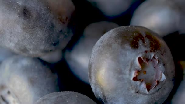 Macro Gros plan sur les bleuets nord-américains en rotation, Vaccinium corymbosum — Video