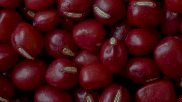 Primer plano de Frijoles Adzuki, Vigna angularis, Zoom — Vídeos de Stock