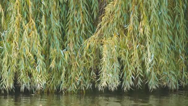 Blad av ett gråtande pilträd, Salix Babylonica, vid flodstranden — Stockvideo