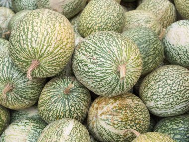 Bir yığın siyah tohum kabağı, Cucurbita fiifolia