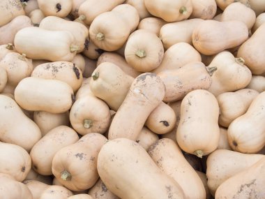 Bir yığın kabak, Cucurbita moschata