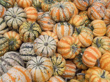 Kabak Festivali Yığını, Cucurbita Pepo