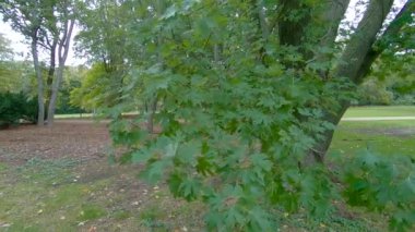 Akçaağaç Akçaağaç Akçaağaç Rüzgarı 'nın Yavaş Hareketi Sonbaharda Berlin' deki Tiergarten Parkı 'nda