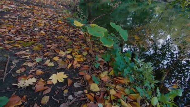 Різнокольорові листя на землі на березі озера восени — стокове відео