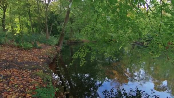 Hojas caídas multicolores en el suelo en la orilla del lago en otoño — Vídeo de stock