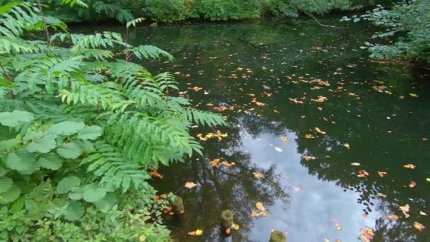 Helecho en la orilla del lago en otoño, Pan Shot — Vídeo de stock