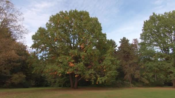Barevné stromy ve větru proti modré oblačné obloze na podzim — Stock video