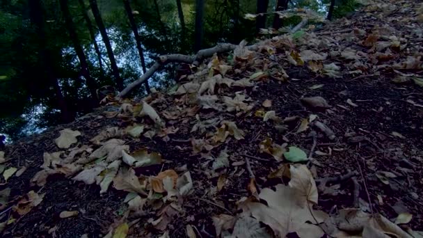 Hojas caídas, ramas y reflejos de árboles en el lago en otoño, inclinados hacia arriba — Vídeo de stock